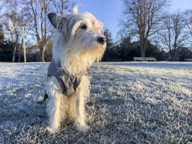 Shaggy kaplı papaz Jack Russell Terrier sağa bakıyor, kışlık ceket giyiyor ve parktaki donmuş çimenlerde oturuyor.