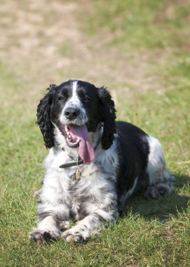 Siyah ve beyaz springer spanyel kameraya bakıyor, dili dışarı sarkmış, mutlu ve dinleniyor.