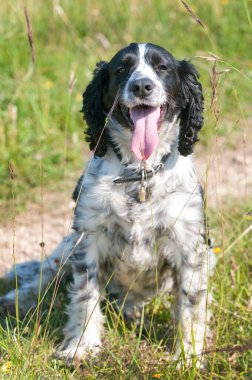 Siyah ve beyaz springer spanyel kameraya bakıyor, dili dışarı sarkmış, mutlu görünüyor.