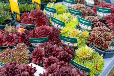 Sempervivum succulents 'ın makro görüntüsü, aynı zamanda Houseleeks olarak da bilinir, bir bahçe merkezi ekranında bitki etiketleri gösterilir.