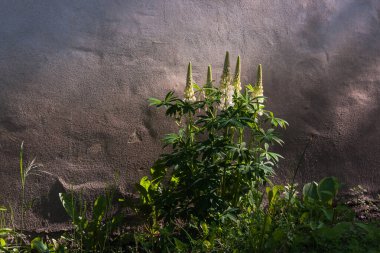 Duvarın önündeki beyaz lupin