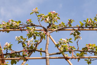 İlkbaharda çiçek açan elma ağacı