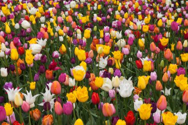 Bahçedeki renkli laleler