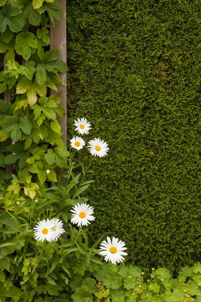 Lindas Flores Brancas Jardim Frente Uma Sebe Escura — Fotografia de Stock