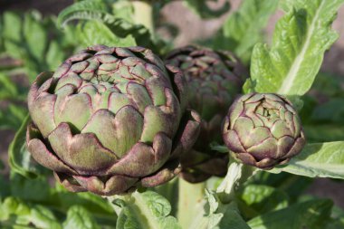 artichoke in the vegetable garden