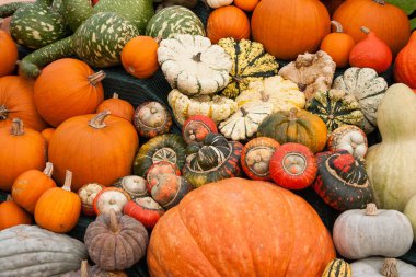 Markette renkli sonbahar sebzeleri