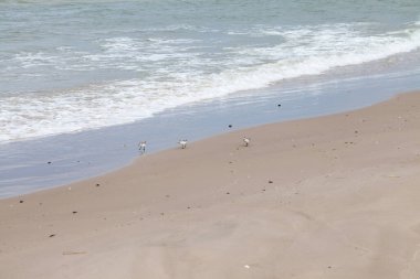 Dalgalar ve kuşlarla dolu deniz plajı