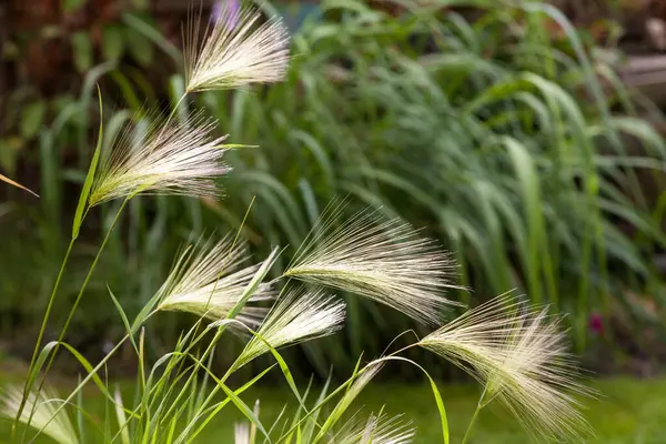 stock image close-up of delicate grasses in the garden