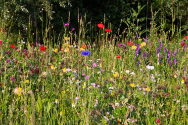 Çiçeklerle dolu renkli yaz çayırları