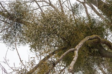 Ağaçtaki yeşil ökseotu