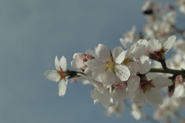 Badem çiçekli bir ağaç dalı.