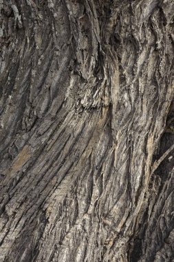 Üzerine kuş konmuş bir ağaç gövdesinin yakın çekimi.