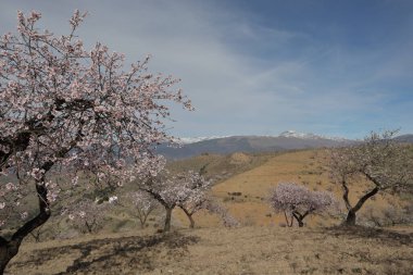 Çiçekli badem ağacı, İspanya