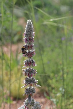 Çiçekteki güzel arıya yaklaş.