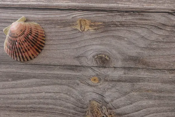 Tahta bir yüzeyde, arka planı bulanık bir salyangozun yakın çekimi.