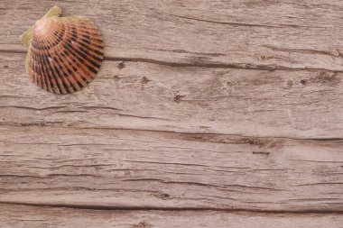 Tahta bir yüzey üzerindeki salyangozun dikey üst görüntüsü