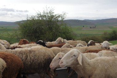 Dağlarda koyun sürüsü