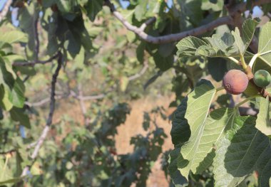 Olgun incir meyvesi olan incir ağacına yakın.