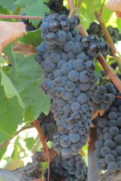 Olgun kırmızı üzümler sarmaşıkta