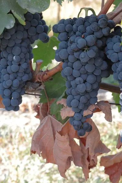 Sarmaşıktaki kırmızı üzümler