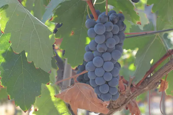 Üzüm bağında üzümler
