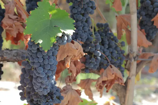 Ağaçta asılı bir demet kırmızı üzüm.