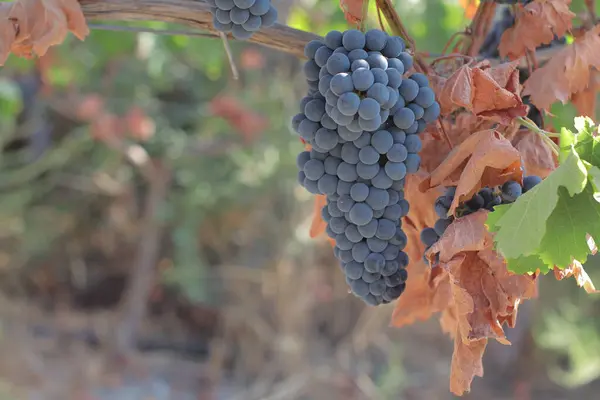 Üzüm bağındaki güzel üzüm manzarasını kapat.
