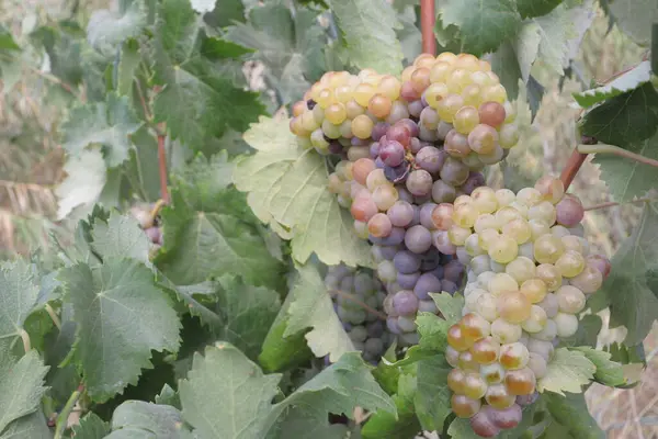 Bahçedeki üzümler