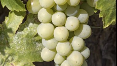 Üzüm bağında beyaz üzümler