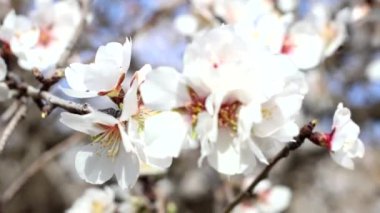 Baharda beyaz çiçekler