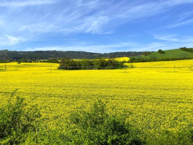 Yazın sarı çiçek tarlası.