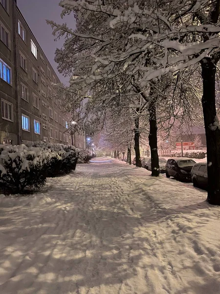Snowy trees in winter in city