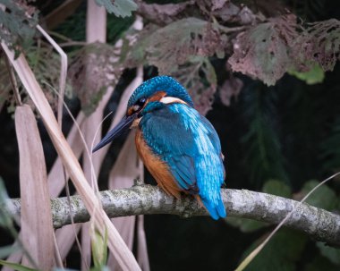 Avrupalı bir Kingfisher Alcedo 'nun göz kamaştırıcı yakın çekimi bir dalın üzerine tünemiş, canlı mavi ve turuncu tüylerini sergiliyor. Bu küçük ama vurucu kuş hızlı dalışıyla ve