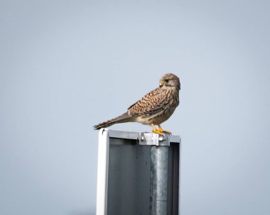 Sıradan bir kerkenez kuşu olan Falco tinnunculus, aşağıdaki zemini tarayan keskin gözleri ile havada zahmetsizce süzülür. Pas rengi tüyleri ve çarpıcı işaretleriyle çevikliği ve hassasiyeti somutlaştırır.