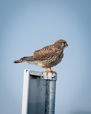 Sıradan bir kerkenez kuşu olan Falco tinnunculus, aşağıdaki zemini tarayan keskin gözleri ile havada zahmetsizce süzülür. Pas rengi tüyleri ve çarpıcı işaretleriyle çevikliği ve hassasiyeti somutlaştırır.