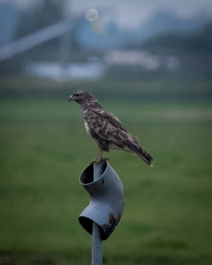 Sıradan bir akbaba Buteo buteo sağlam bir dala tünemiş, keskin gözleri aşağıdaki manzarayı tarıyor. Güçlü kanatları ve benekli kahverengi tüyleriyle, dayanıklılık ve keskin gözlemleri somutlaştırır.