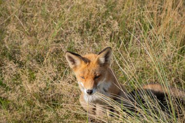 Bir kızıl tilki Vulpes vulpes ormandaki açıklıkta zarif bir şekilde duruyor, kızgın turuncu kürkü yumuşak güneş ışığında parlıyor. Keskin gözleri ve tetikte duruşu ile hem kurnazlığı hem de güzelliği somutlaştırır.