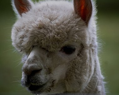 Tüylü bir alpaka, güneşli bir tarlada duruyor, yumuşak tüylü paltosu ve ışıl ışıl parıldayan nazik gözleri. Kulakları kabarır ve tuhaf bir ifadeyle bu sevimli hayvanların neşeli ruhunu yakalar..