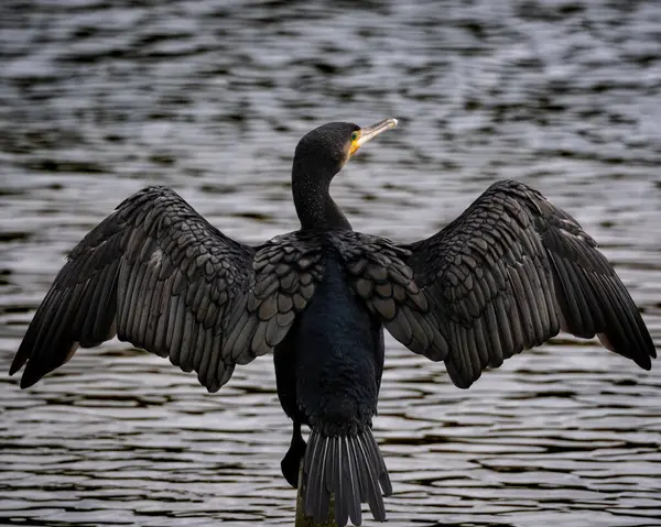 Bir direğe konmuş karabatağın çarpıcı görüntüsü. Kanatlarını kurutmak için genişçe açıyor. Doğal gün ışığında yakalanmış, kuşların parlak siyah tüylerini ve belirgin duruşunu sergiliyor. Mükemmel bir atış.