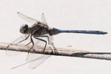 Erkek Siyah Kuyruklu Süzgeç Orthetrum güneşli bir taşın üzerinde dinlenen iptal edilmiş ince mavi karnı ve şeffaf kanatları tam ekranda. Bu sıcaklık düşkünü yusufçuk genellikle göletlerin yakınında bulunur.