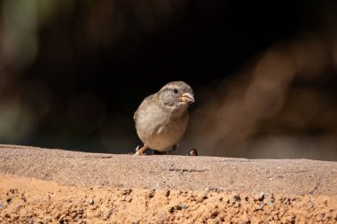 Sparrow Passer hanedanı bir dal üzerine sakince tünemiş kahverengi tonlarını ve belirgin işaretlerini sergiliyordu. En yaygın ve sevimli şehir ve kırsal kuşlardan biri olan serçe