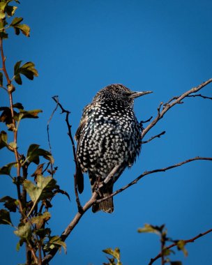 Striking Plumage 'le birlikte Starling' in 