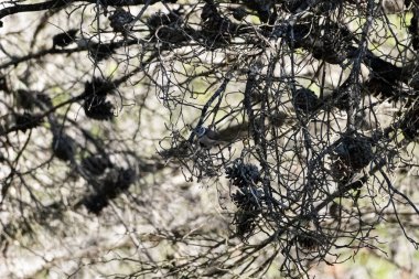 Crested Tit Lophophanes cristatus perched on a mossy branch, its spiky crest and subtle brown-grey plumage clearly visible. This charismatic little bird is a resident of coniferous forests across