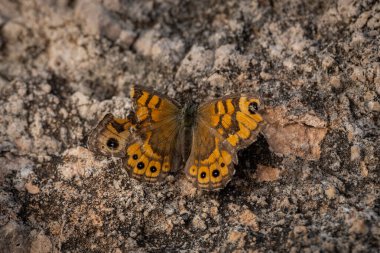 Duvar Kahverengi Kelebek Lasiommata Megera, güneşli kayalık bir yüzey üzerinde dinleniyor, dokulu çevresiyle doğal olarak harmanlanıyor. Ayırt edici turuncu ve kahverengi göz deseni ile bu kelebek...