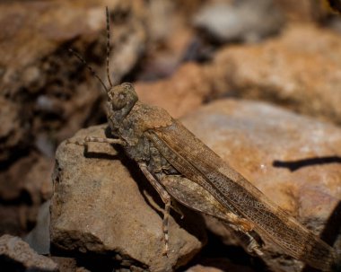 Detailed macro shot of a grasshopper blending into its dry, earthy surroundings with autumn leaves and rocks. Captured in warm natural light, this image is ideal for themes related to wildlife
