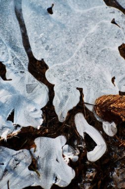 Buzdaki portakal yaprağı