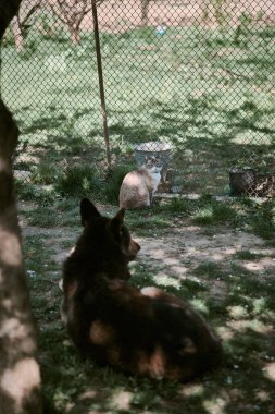              Yaşlı Alman kurdu çimlerin üzerinde yatıyordu.                  