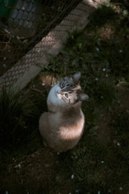        Bahar bahçesinde Siyam kedisi                        