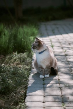        Bahar bahçesinde Siyam kedisi                        