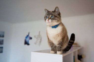 Beyaz odadaki bir rafta ikram edilen Siyam kedisi tabağı.